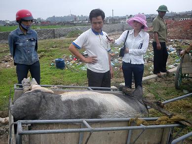 tiêu hủy lợn tai xanh
